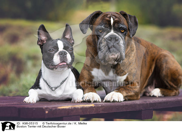 Boston Terrier mit Deutscher Boxer / KMI-05315