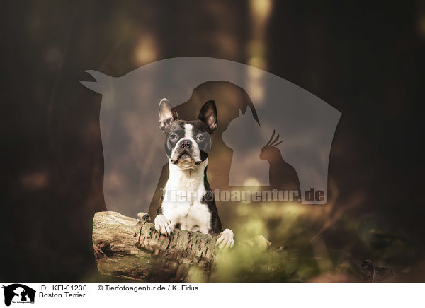 Boston Terrier / KFI-01230