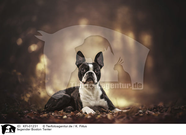 liegender Boston Terrier / lying Boston Terrier / KFI-01231