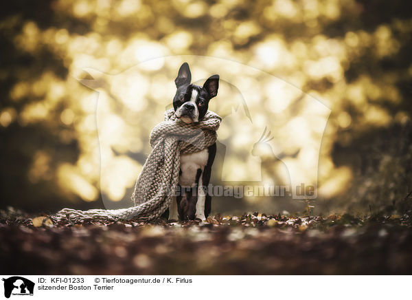 sitzender Boston Terrier / KFI-01233