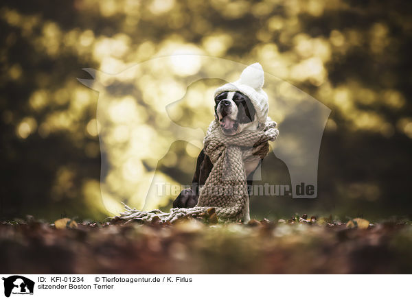 sitzender Boston Terrier / KFI-01234