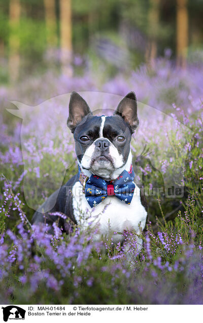 Boston Terrier in der Heide / MAH-01484