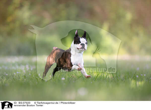 rennender Boston Terrier / BS-07920