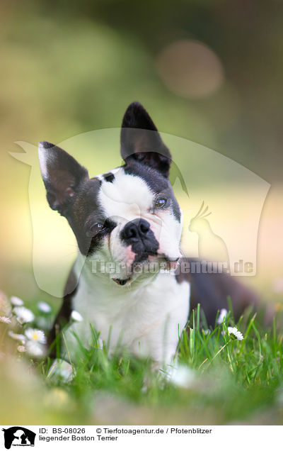 liegender Boston Terrier / BS-08026