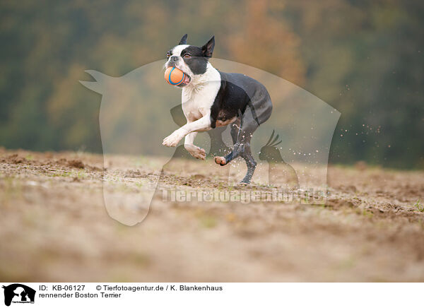 rennender Boston Terrier / KB-06127