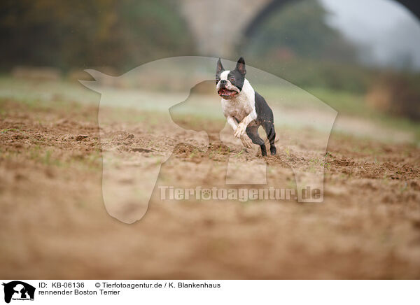 rennender Boston Terrier / KB-06136