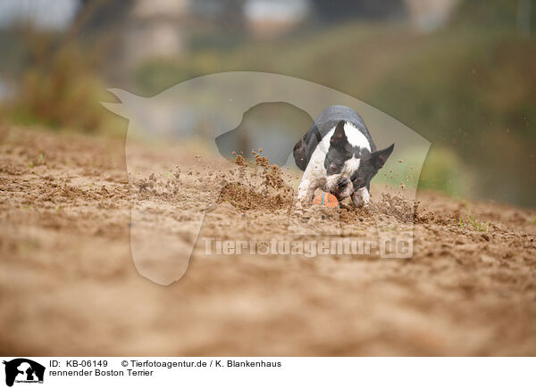 rennender Boston Terrier / KB-06149