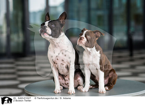 2 Boston Terrier / 2 Boston Terrier / SAD-01027