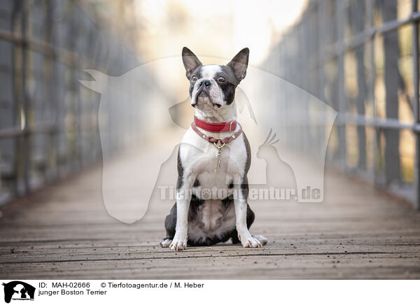 junger Boston Terrier / MAH-02666