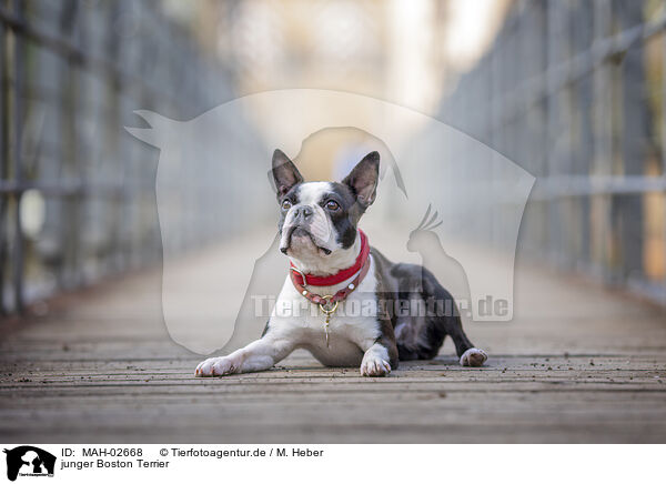 junger Boston Terrier / MAH-02668