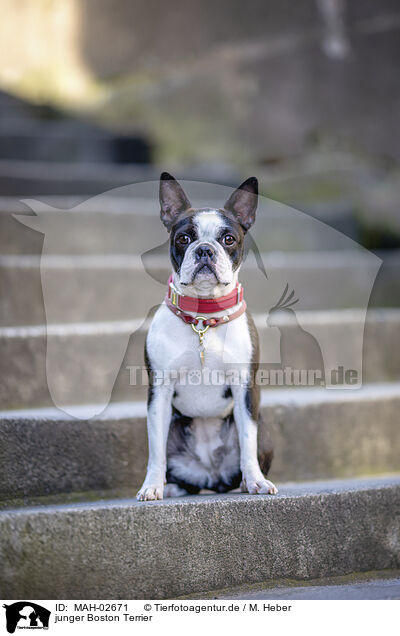 junger Boston Terrier / young Boston Terrier / MAH-02671