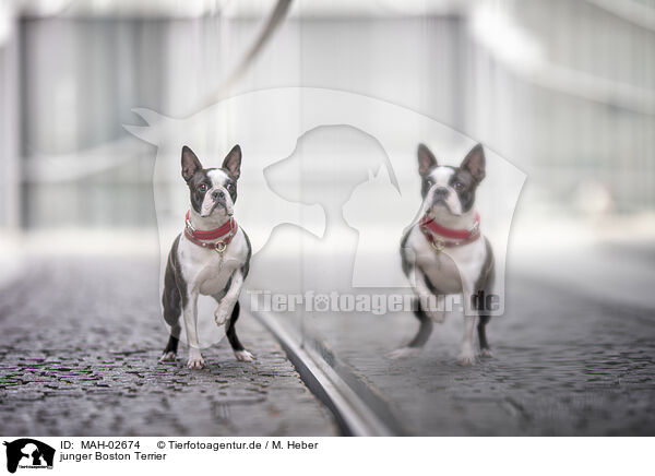 junger Boston Terrier / MAH-02674