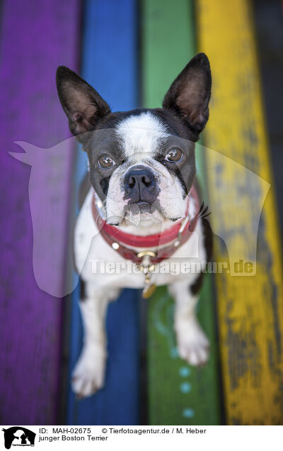 junger Boston Terrier / young Boston Terrier / MAH-02675