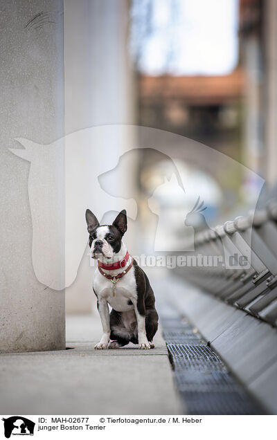 junger Boston Terrier / MAH-02677