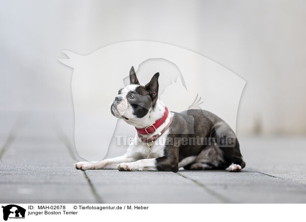 junger Boston Terrier / MAH-02678