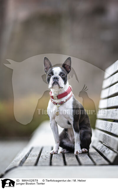 junger Boston Terrier / young Boston Terrier / MAH-02679