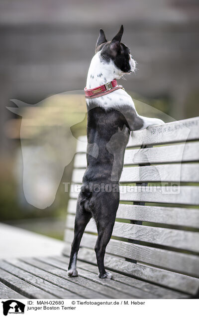 junger Boston Terrier / young Boston Terrier / MAH-02680