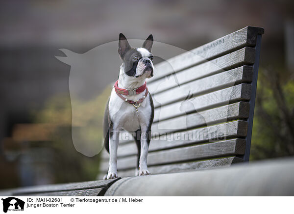 junger Boston Terrier / young Boston Terrier / MAH-02681