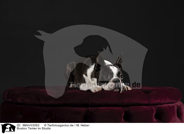 Boston Terrier im Studio / MAH-03062