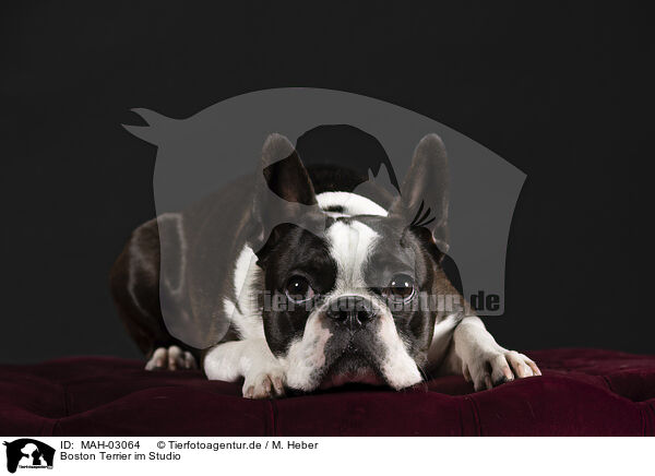 Boston Terrier im Studio / MAH-03064