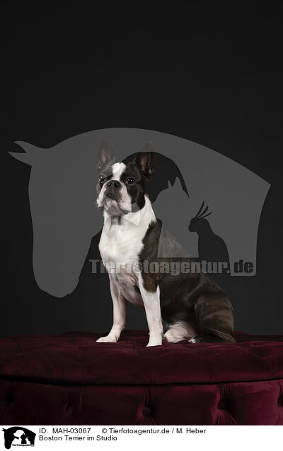 Boston Terrier im Studio / MAH-03067