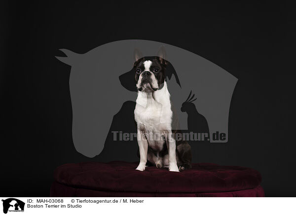 Boston Terrier im Studio / Boston Terrier in studio / MAH-03068