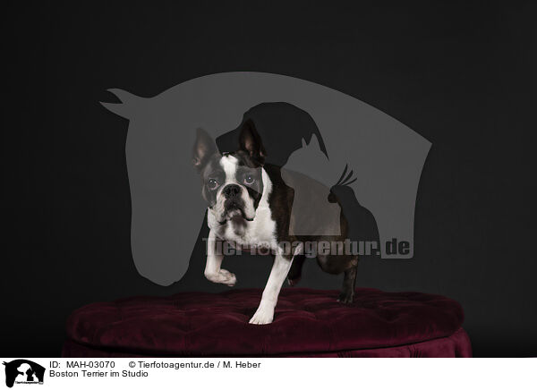 Boston Terrier im Studio / MAH-03070