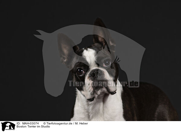 Boston Terrier im Studio / MAH-03074