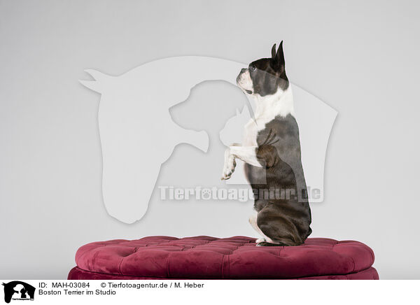 Boston Terrier im Studio / MAH-03084