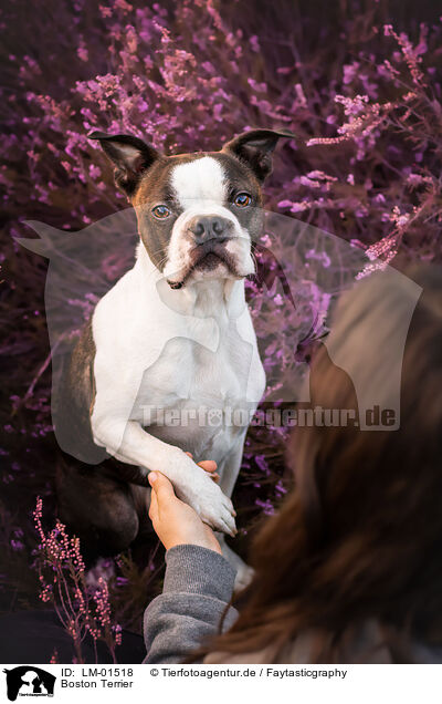 Boston Terrier / Boston Terrier / LM-01518