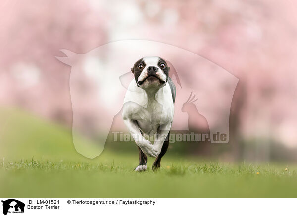 Boston Terrier / Boston Terrier / LM-01521