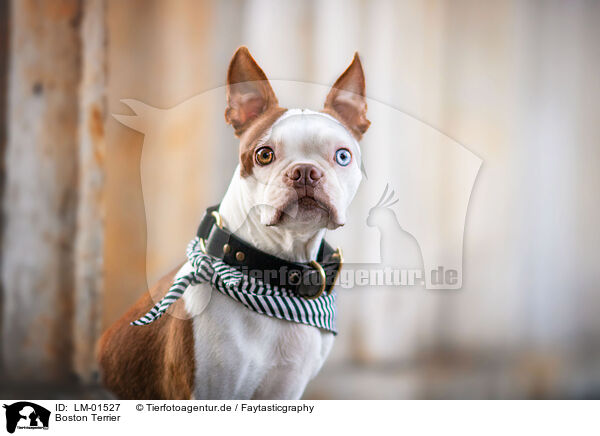 Boston Terrier / Boston Terrier / LM-01527