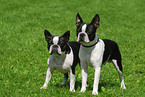 Boston Terrier