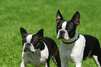 Boston Terrier Portrait