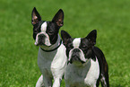 Boston Terrier Portrait