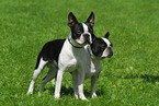 Boston Terrier