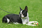 Boston Terrier