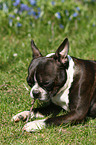 Boston Terrier