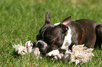 Boston Terrier