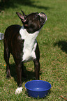 fressender Boston Terrier