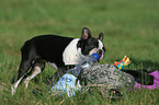 Boston Terrier kaut an Flasche