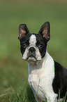 Boston Terrier Portrait