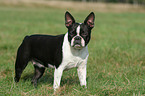 stehender Boston Terrier