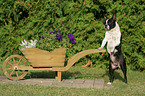 stehender Boston Terrier