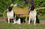 3 Boston Terrier