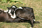 Boston Terrier Welpen