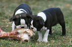 Boston Terrier Welpen