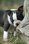 Boston Terrier Welpe