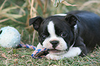 Boston Terrier Welpe