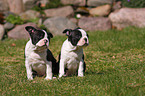 Boston Terrier Welpen